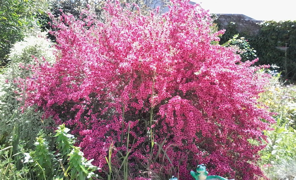 leptospermum